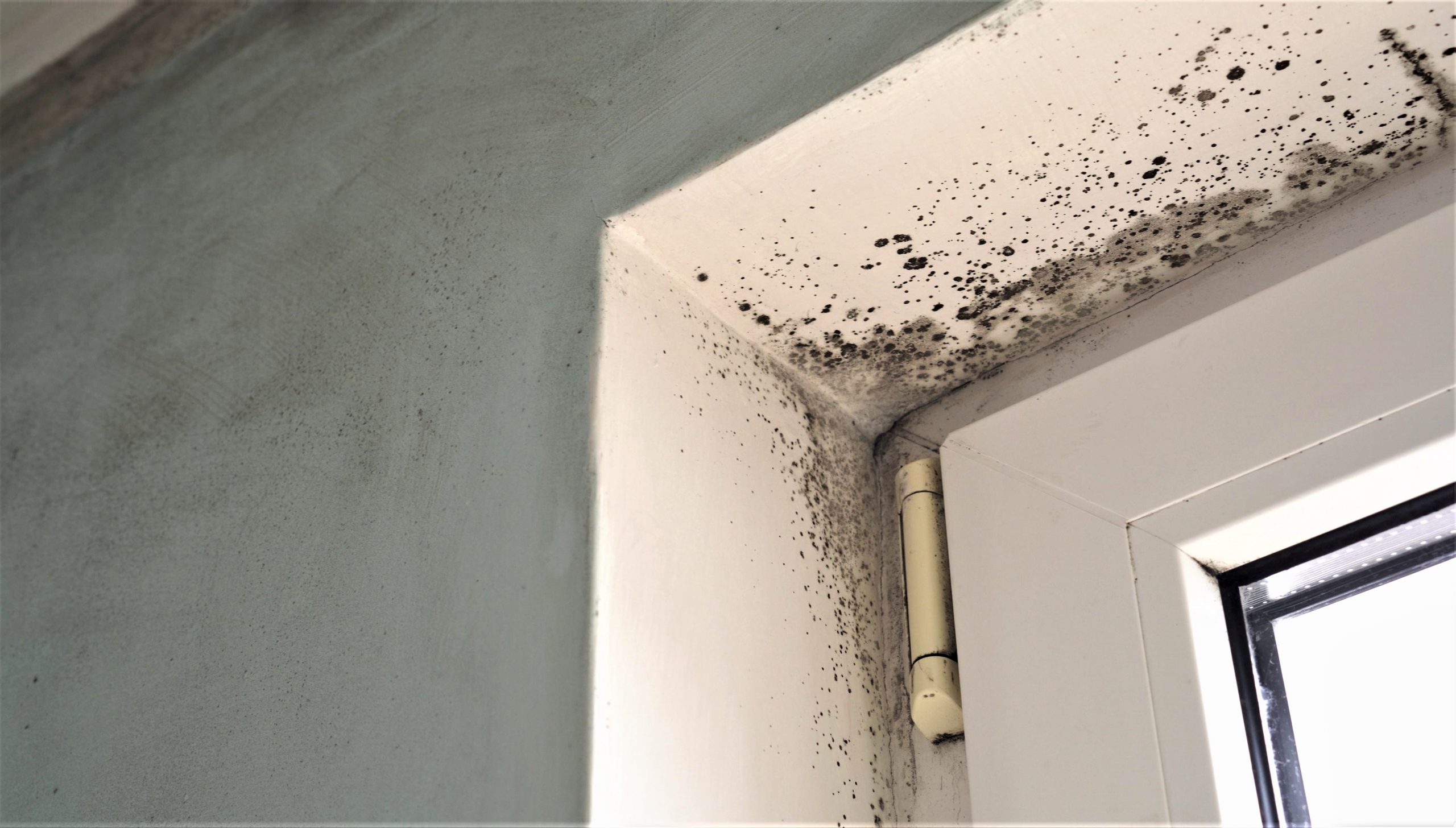 Ventilation – the key to mastering mould prevention in social housing -  Energy Carbon